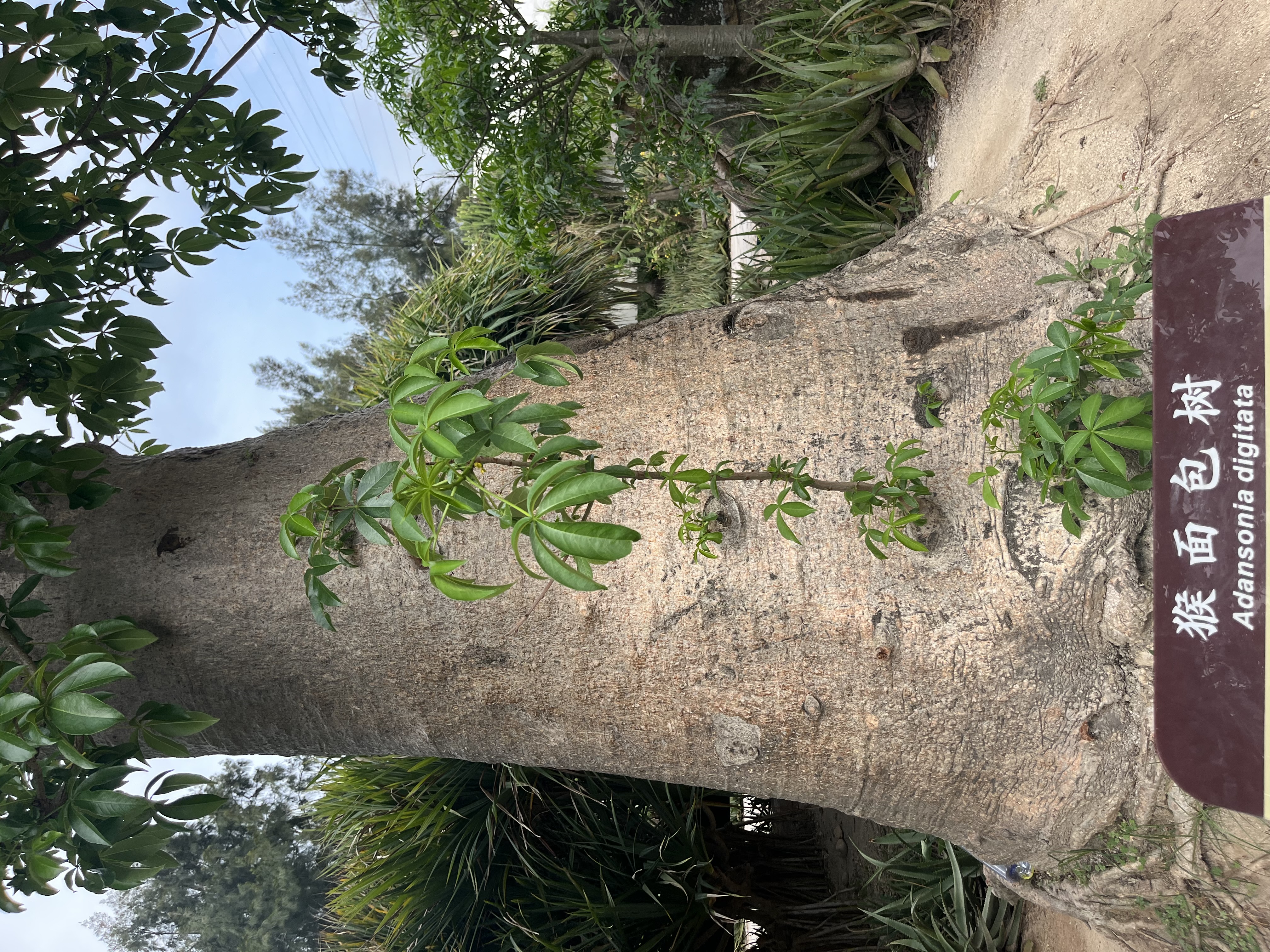 厦门植物园